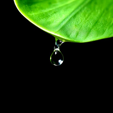 Water drop falling from a leaf